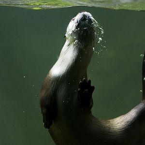North American River Otter