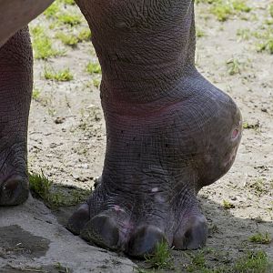 Hippo leg injury (Samson)