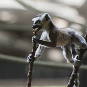 Baby Ring-Tail Lemur