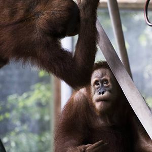 Sumatran Orangutans