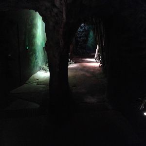 Hall-way to the Rainforest