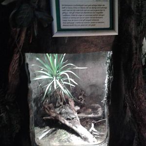 Enclosure Oriental fire-bellied toads