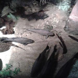 View in one of the ponds in the Rainforest