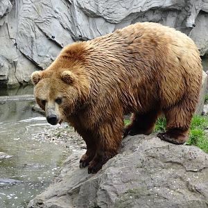 Kamchatka bear