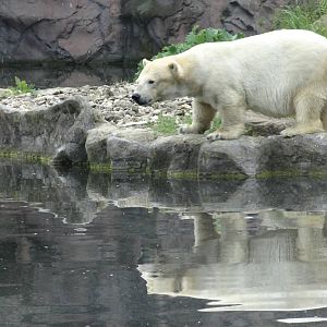 Dwarf polar bear