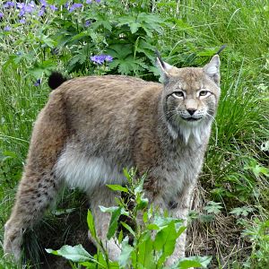 Northern lynx