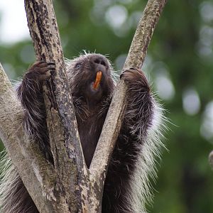 North American tree porcupine