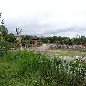 Rothschild's giraffe