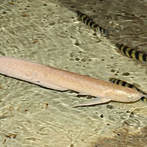 Bone-tongue fish