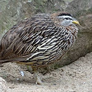 Double-spurred francolin