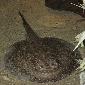 Vermiculate river stingray