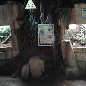 Enclosures for Poison arrow frogs