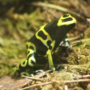 Poison arrow frog species