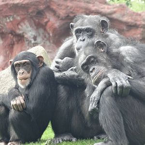 Common chimps
