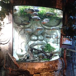 Pyranha aquarium