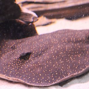 Freshwater ray ID