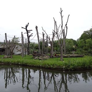 Orang and langur island