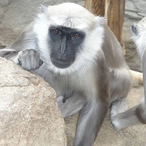 Hanuman langur