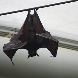 Large fruit bat