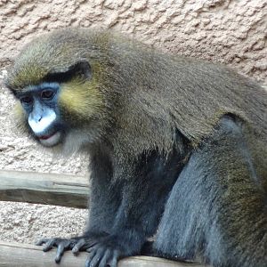 Red-tailed moustached monkey