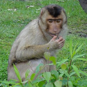 Southern pig-tailed macaque