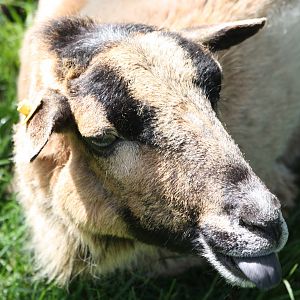 Bramble, 25th May 2014