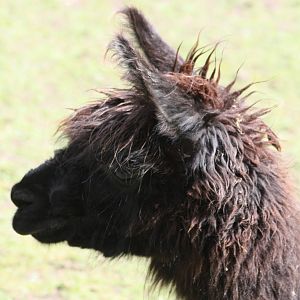 Fudge, 25th May 2014