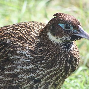 Himalayan Monal, 25th May 2014