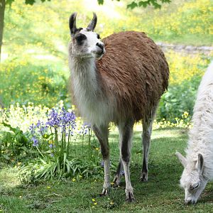 Spring flowers, Brenda and the newly-named Alana, 25th May 2014