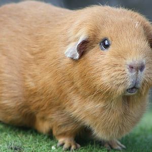 A resident of Cavy Country, 25th May 2014