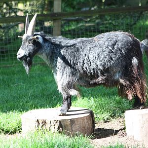 One Goat, two plinths! 25th May 2014.
