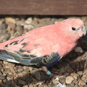 Bourke's Parakeet, 26th May 2014
