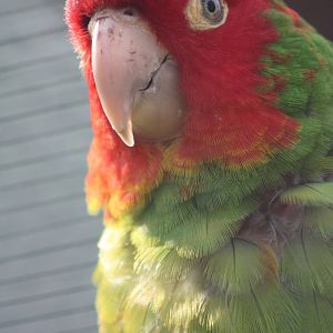 Red-masked Conure, 26th May 2014