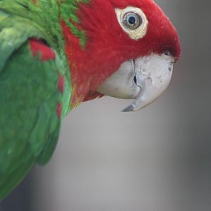 Red-masked Conure, 26th May 2014