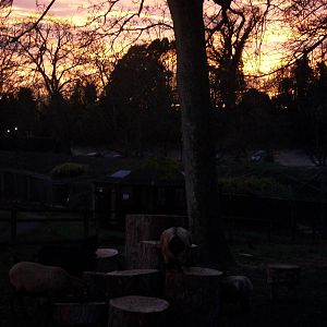 Sunset over the zoo, 8th December 2013