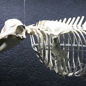 Dolphin skeleton