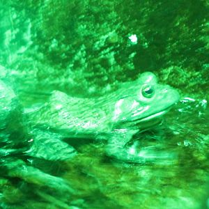 Bullfrog