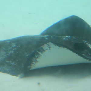 Ray species ID