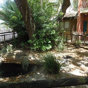 Radiated Tortoise Exhibit