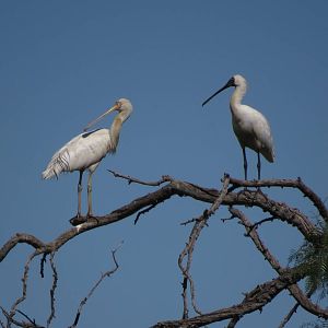 Wild Spoonbills