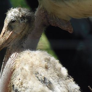 Marabou Stork Chick