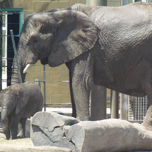 African Elephant and Calf