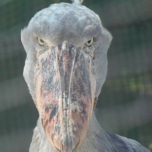 Shoebill Stare