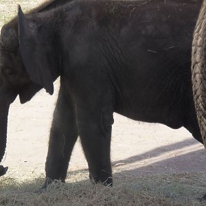 African Elephant Calf