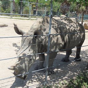 Southern White Rhinoceros