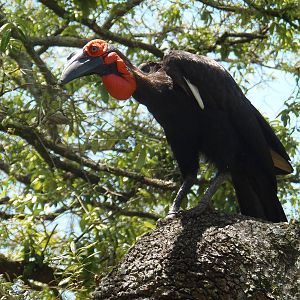 Ground Hornbill In Tree
