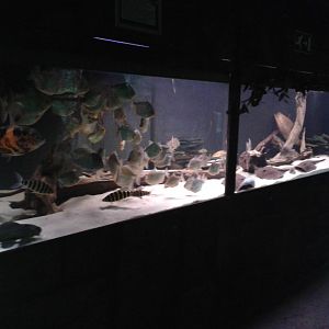 South american aquarium