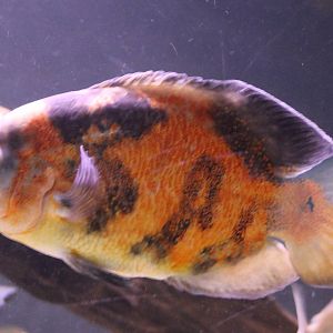 Peacock eyed chiclid