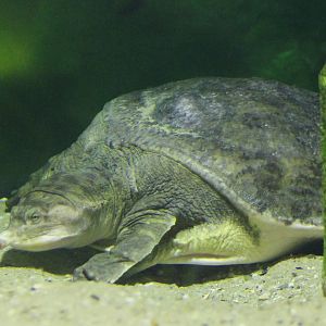 Florida softshell turtle