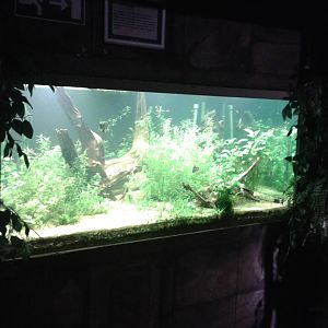 Aquarium for smaller south american fishes